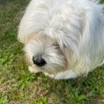 Sunny der Malteser ist der jüngere Hund der Tommasi Familie.