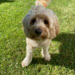 Coockie der Cockapoo ist der ältere Hund der Tommasi Familie.
