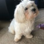 Sunny der Malteser ist der jüngere Hund der Tommasi Familie.