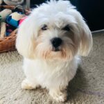 Sunny der Malteser ist der jüngere Hund der Tommasi Familie.