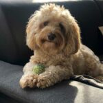 Coockie der Cockapoo ist der ältere Hund der Tommasi Familie.