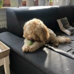 Coockie der Cockapoo ist der ältere Hund der Tommasi Familie.